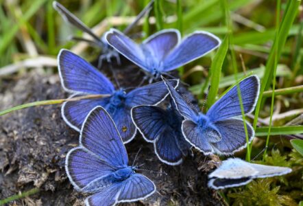 Butterflies
