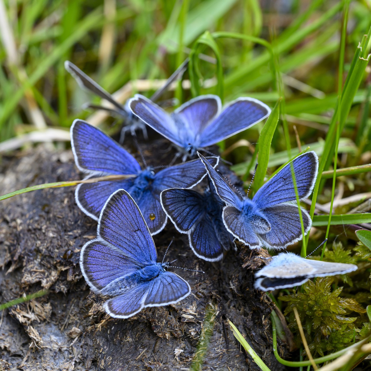 Butterflies